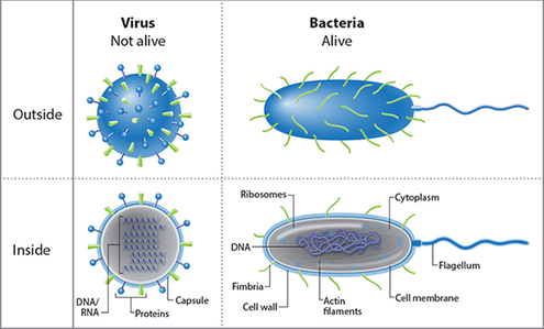 Flu versus bacterium
