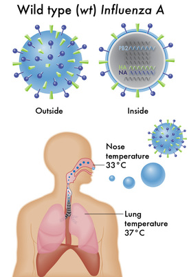 Influenza infection, influenza infection versus common cold