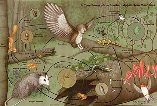 Food web of a cove forest in the Southern Appalachian Mountains