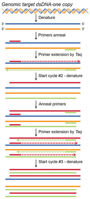 Polymerase Chain Reaction, PCR, DNA replication