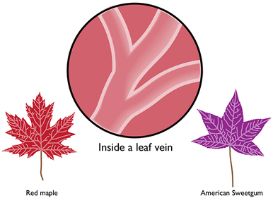 Why leaves are purple or red