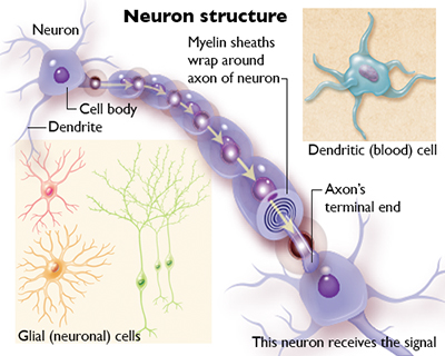 Neuron cells versus dendrite cells