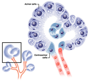 Specialized pancreatic cells, acinar cells