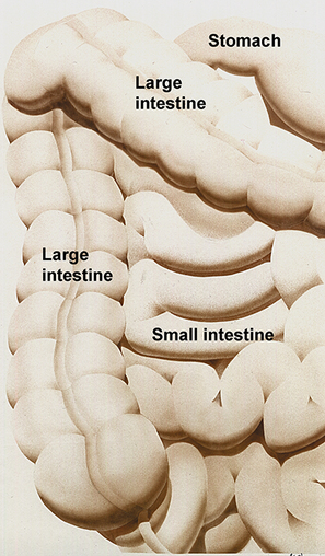 Right-side of the surface anatomy of the large and small intestine