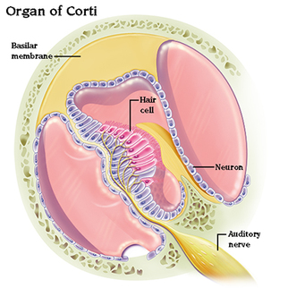 Organ of Corti, Hair cells, ear anatomy