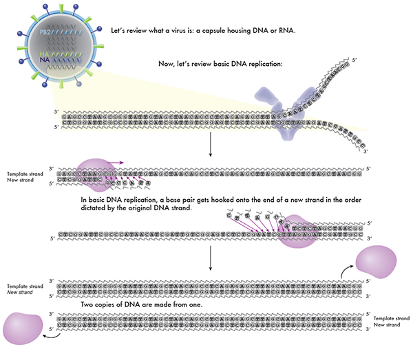 Virus DNA replication