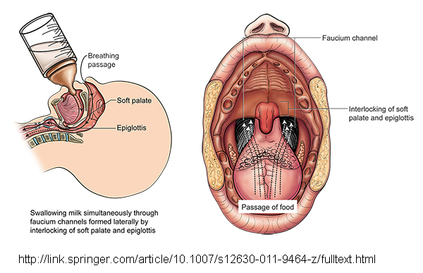 Profile anatomy of an infant's mouth and throat, mouth anatomy of a baby
