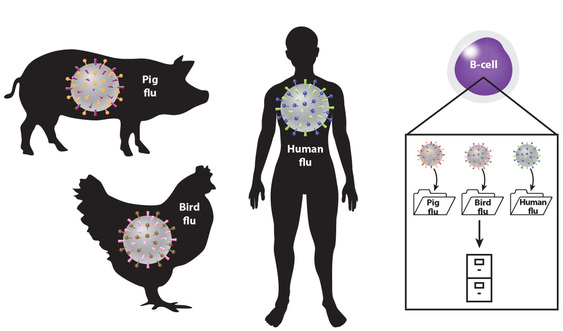 Flu immune system B cell