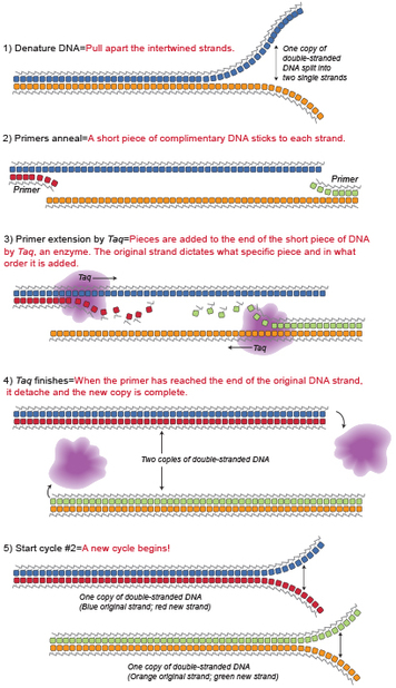 Polymerase chain reaction, PCR, DNA replication
