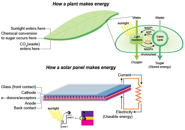 Plant photosynthesis process versus solar panel light to energy conversion