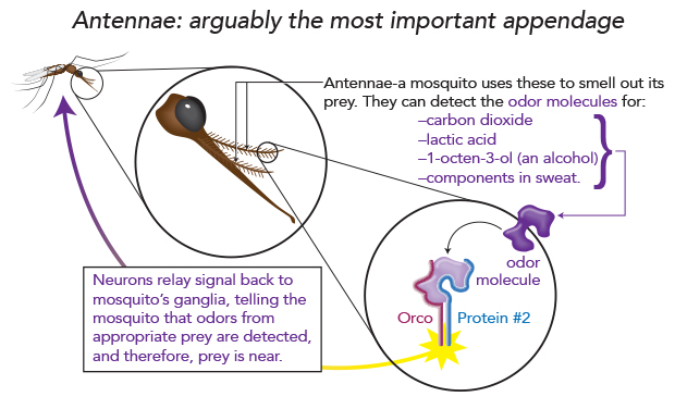 mosquito antennae, mosquito anatomy, Orco receptor of mosquito