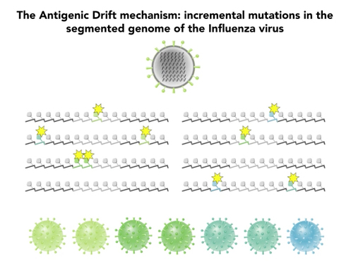 Antigenic drift Influenza A mechanism animation, gene mutation mechanism