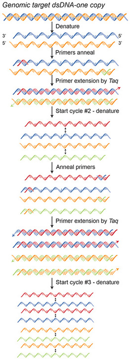 Polymerase Chain Reaction, PCR, DNA replication