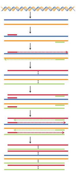 Polymerase Chain Reaction, PCR, DNA replication, color coding technique in illustration