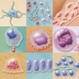 Collage of different types of cells