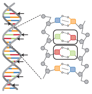 Complementary color coding in DNA, DNA base pair identification with color coding