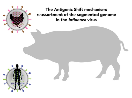 Antigenic shift mechanism animation, Influenza A antigenic shift