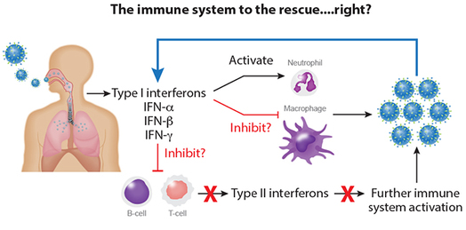 Immune system, Influenza infection, interferons, white blood cells, B cells, T cells, neutrophils, macrophages