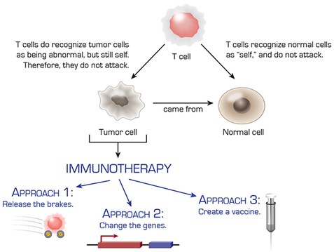 Immune system T cell regulation, tumor cells