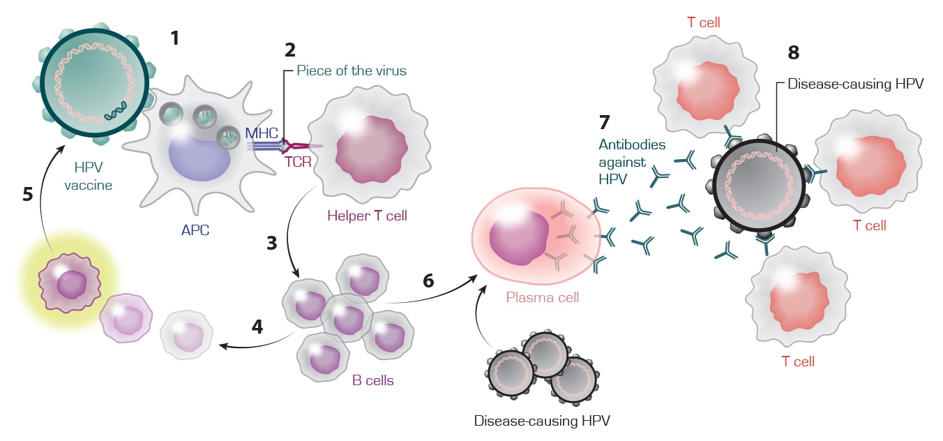 HPV cancer vaccine, immunotherapy cancer vaccine strategy, cancer vaccine mechanismPicture