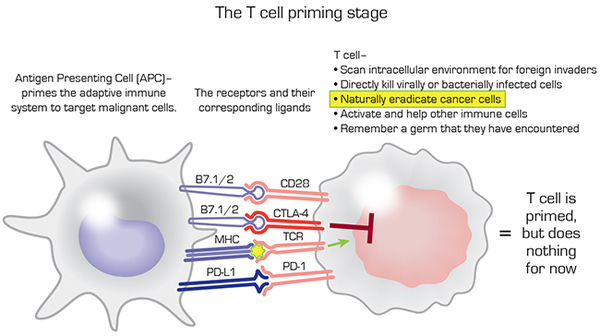 T cell priming by APC or dendritic cell
